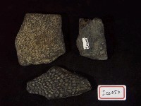藏品(鱉背甲骨板化石)的圖片